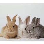 All About Anna's Animals Logo