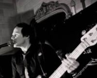 angus black and white