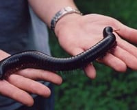 Giant Millipede