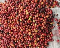 ... Which Produce Red Fruits or "Cherries".