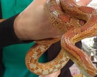 Autumn being held close up