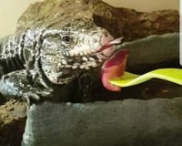 Dexter_Toms_Talking_Retiles_Tegu