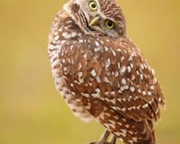 Burrowing Owls
