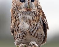 Willow the Tawny Owl