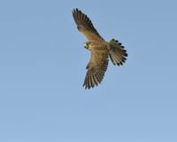 Aluna the Kestrel