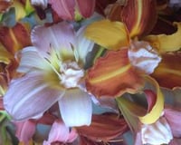 Day lilies stuffed with smoked salmon pate