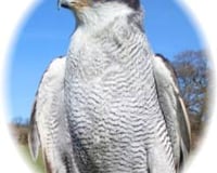 Goshawk