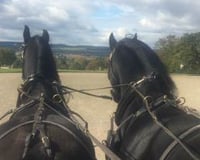 Production - Pair of Black Friesian Film Horses Carriage Driving at National Trust Berrington Hall from Marc Lovatt and The Cavalry of Heroes Film Horses and Carriages
