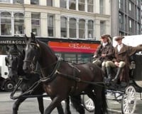 Publicity Stunt for Audible by Amazon Northanger Abbey London Black Friesian Horses from Marc Lovatt and The Cavalry of Heroes Film Horses and Carriages
