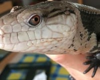 Charmander the Blue Tongue Skink