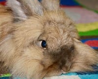 Fluffy the Lionhead Rabbit