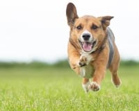 Your visit can include our very own 'Party Pooch', Chip! Perfect for SEN and care home visits - or for any other occasion!