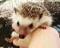 53681209_914358422235294_4843747460822073344_o (1)