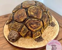 Tortoise