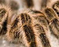 tarantula