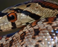 Bell, our Leopard Snake