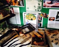 Some Our Reptiles at an Event