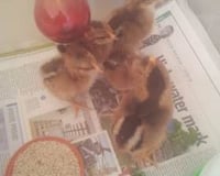 chicks 2
