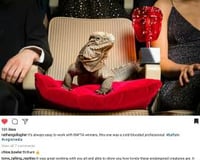 Our_BAFTA_Iguana__2017_BAFTA_AWARDS