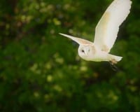 Star the Barn Owl