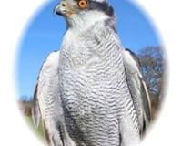 Goshawk