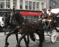 Publicity Stunt for Audible by Amazon Northanger Abbey London Black Friesian Horses from Marc Lovatt and The Cavalry of Heroes Film Horses and Carriages