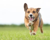 Your visit can include our very own 'Party Pooch', Chip! Perfect for SEN and care home visits - or for any other occasion!