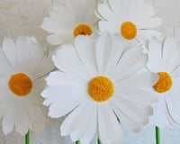 Giant paper daisies 