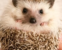 Hedgehog