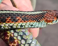 California red-sided Garter Snake