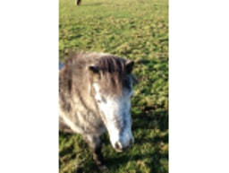 Halona Horses Ltd Pony Party logo