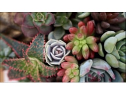 Hearts Interiors & Flowers logo