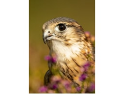 Kintail Birds of Prey Argyll logo