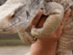 Berkshire Reptile Encounters logo