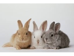 All About Anna's Animals logo