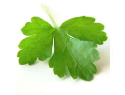 Coriander Group logo