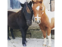 Jessie`s Pony Parties logo