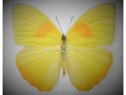 Yellow Butterfly Cakes & Sugarcraft logo