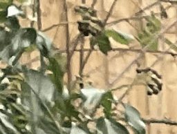 Gourmetkitchen takeaway logo