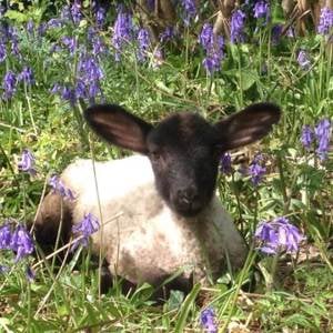 Our animals live in a beautiful rural environment - please see website for details 