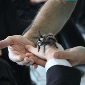 Here's Vanessa Our Pink Toe Tarantula!