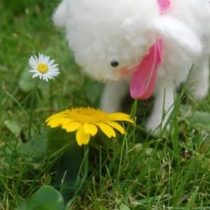 Wooly Critters Workshop