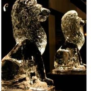 Lions to make a grand entrance