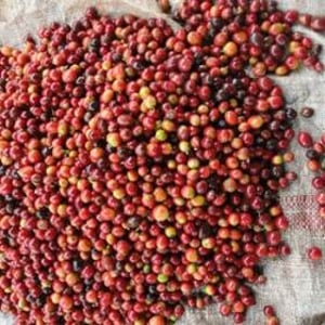 ... Which Produce Red Fruits or "Cherries".