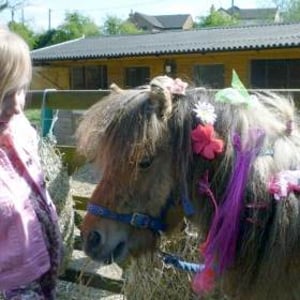 Stanwick Party Ponies