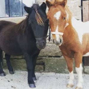 Cupcake and Jaffacake