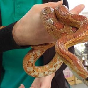 Autumn being  held close up