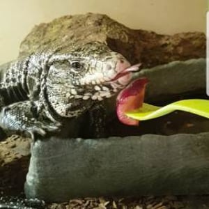 Dexter_Toms_Talking_Retiles_Tegu