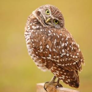 Burrowing Owls