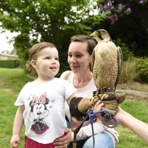 Handle Birds of Prey